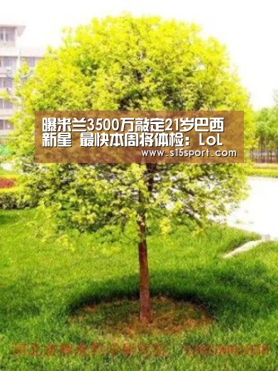 LoL投注网站直播